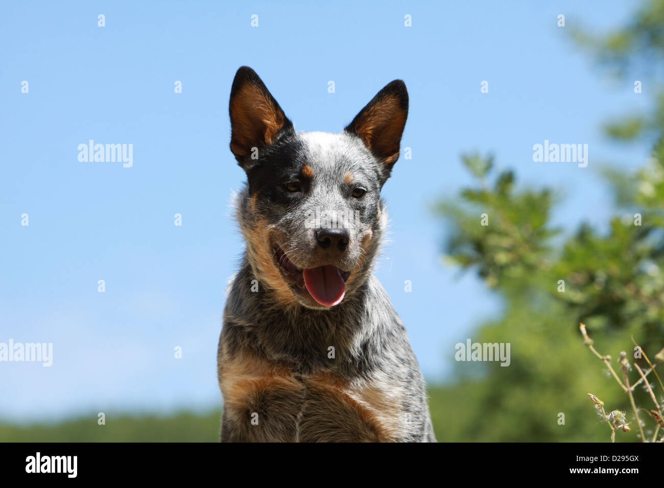 Dog Australian Cattle Dog adult (blue) portrait Stock Photo