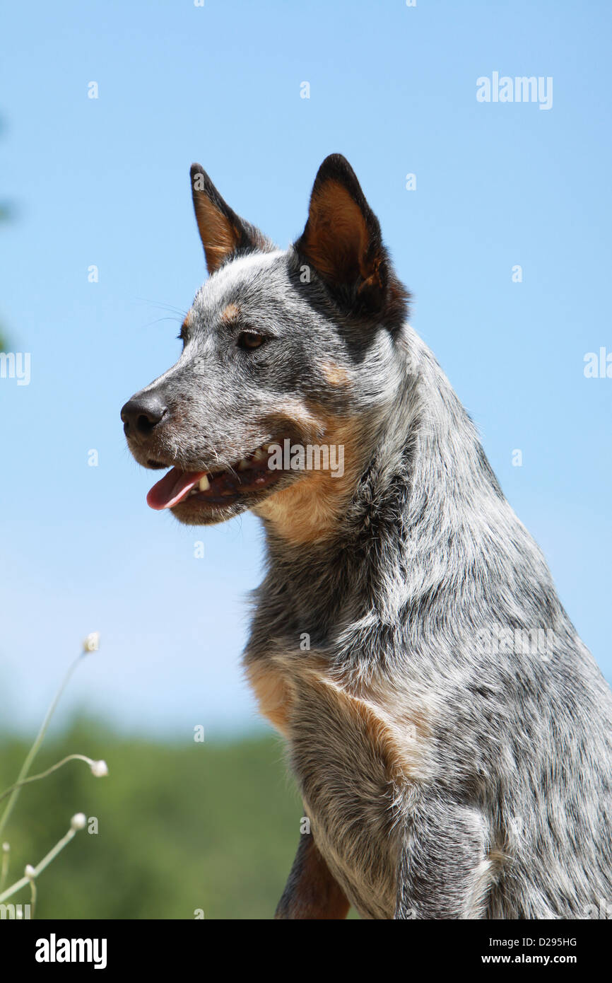 Dog Australian Cattle Dog adult (blue) portrait profile Stock Photo