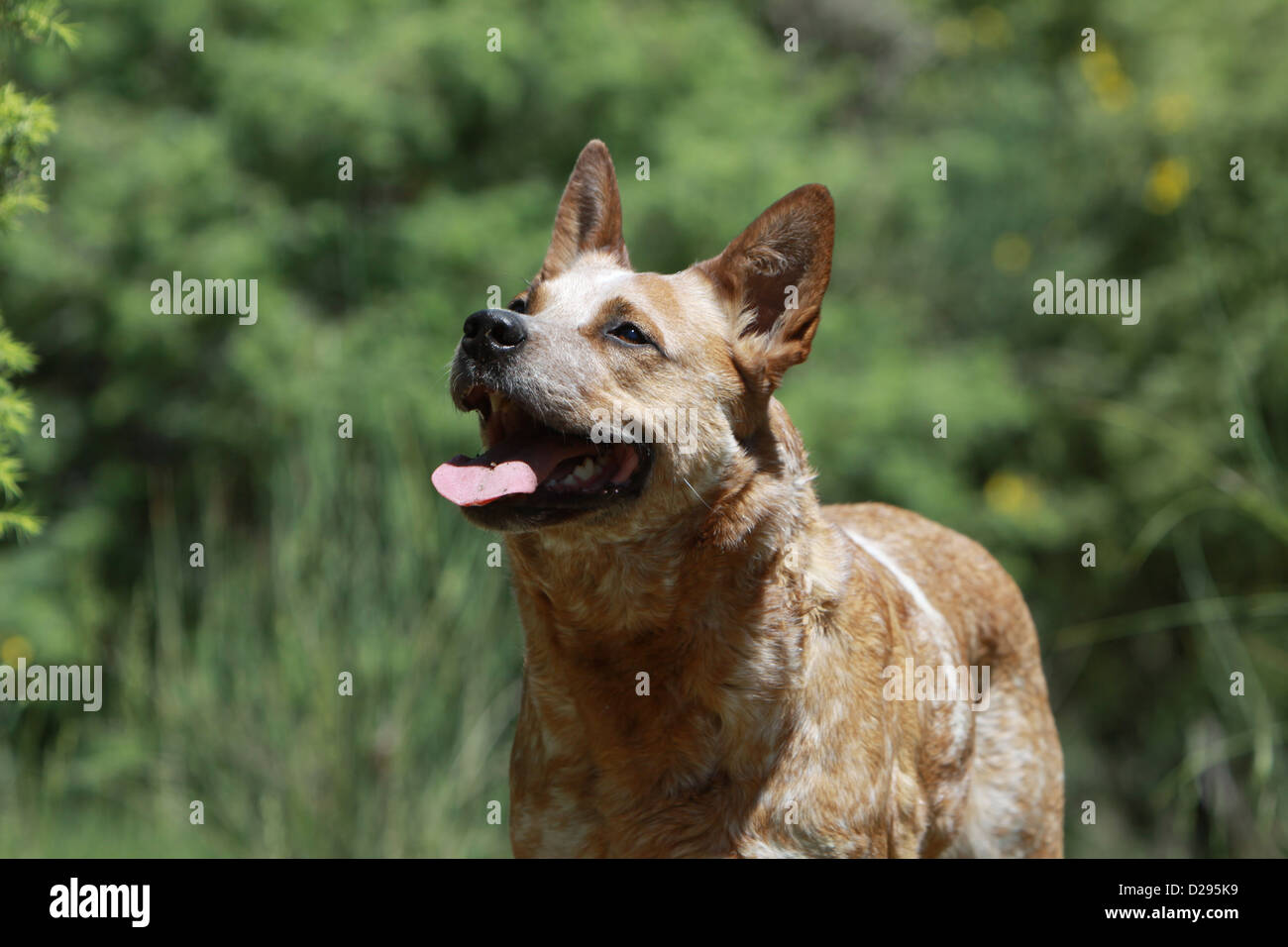 Dog Australian Cattle Dog adult (red) portrait profile Stock Photo