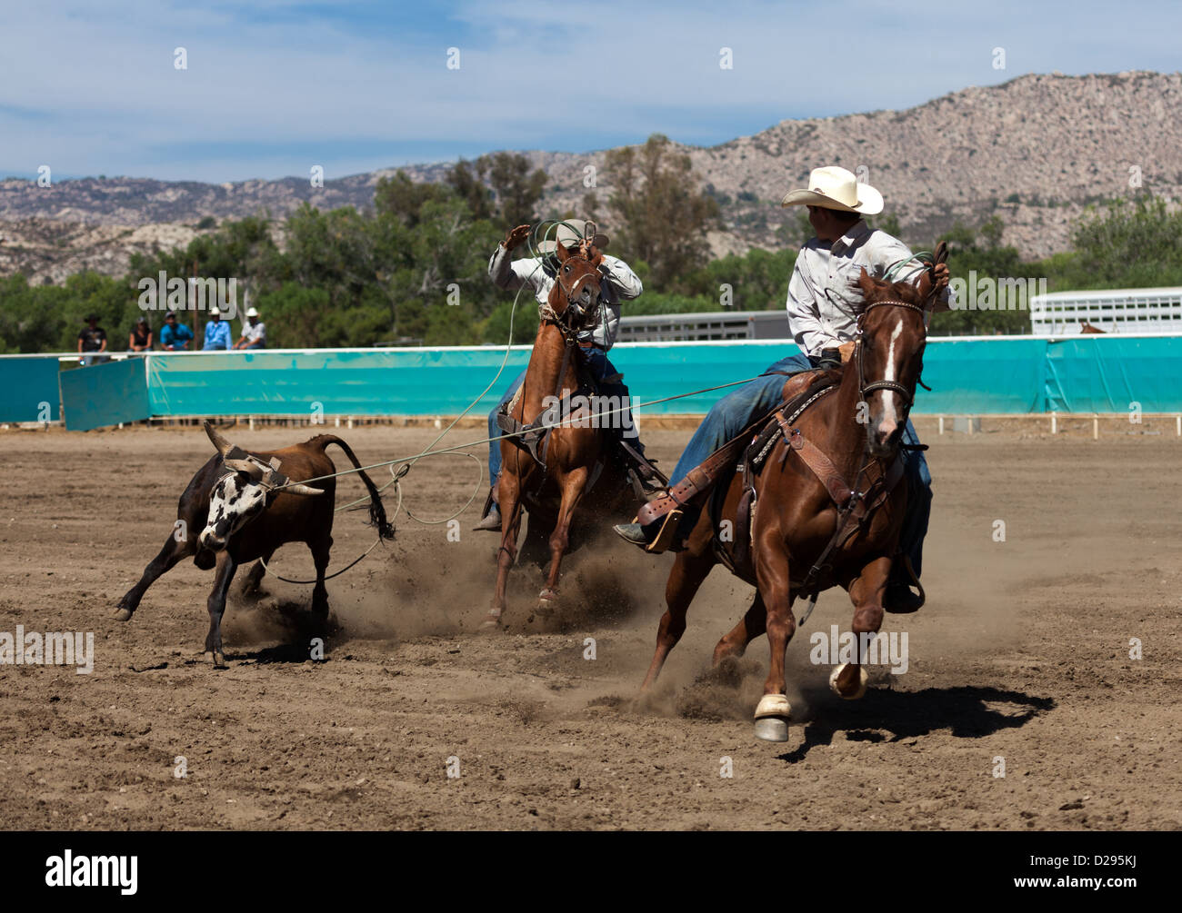 Two cowboys riding at a high school rodeo in the Team Roping event Aguanga, California, United States Stock Photo