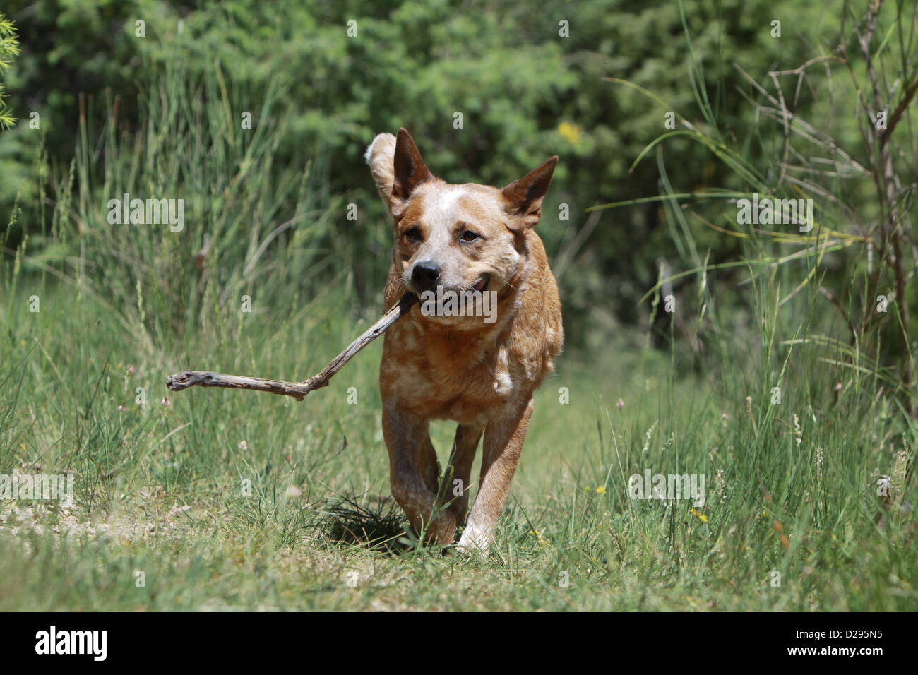 Australian walking stick hires stock photography and images Alamy