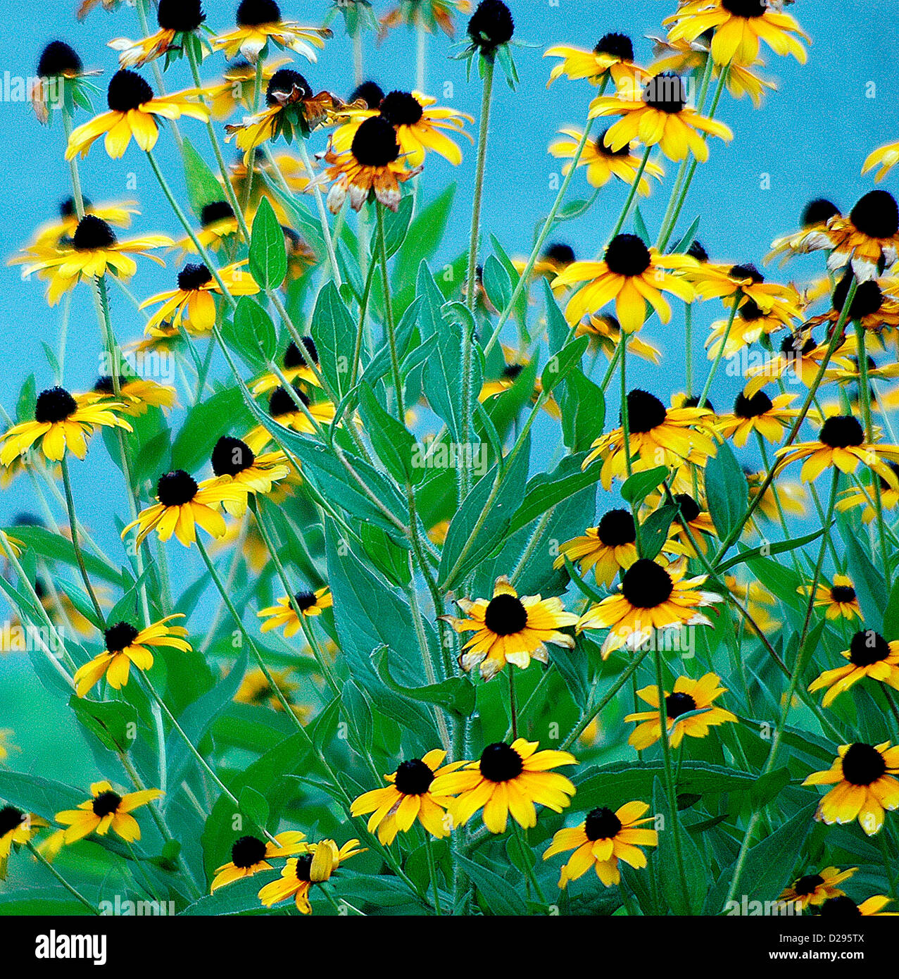 Flora taxonomy hi-res stock photography and images - Alamy