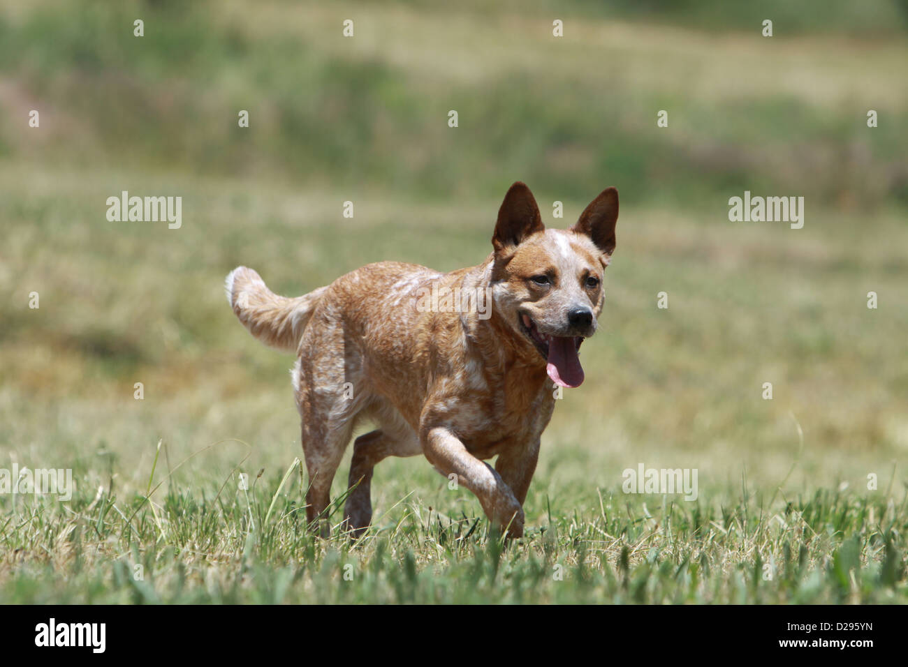 Acd walking hires stock photography and images Alamy