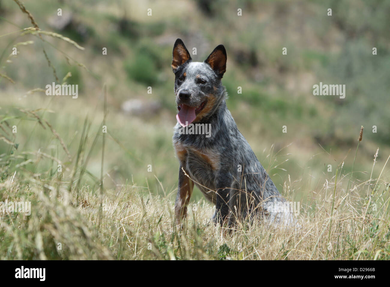 Full grown sales cattle dog