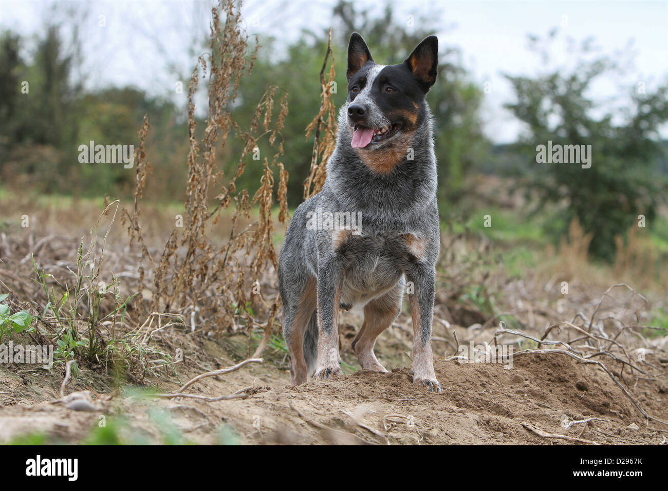 Dog Australian Cattle Dog adult (blue) standing in a field Stock Photo -  Alamy