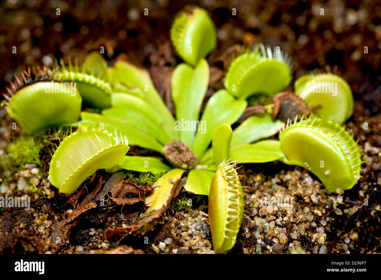 The Venus Flytrap Stock Photo Alamy