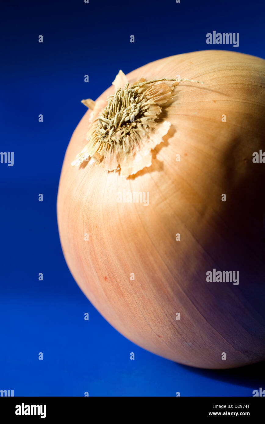A single yellow onion Stock Photo Alamy
