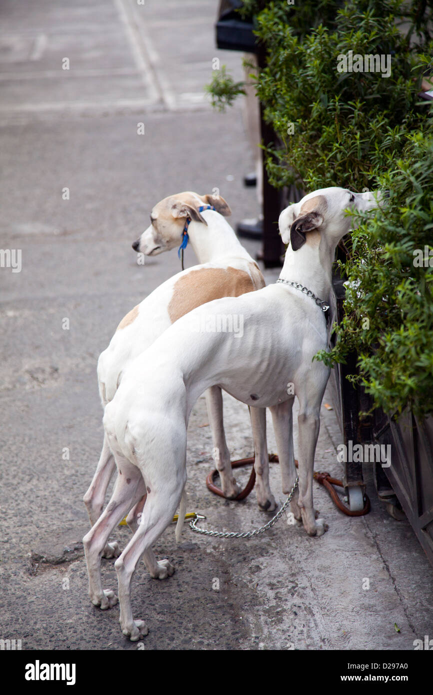 Two Whippets waiting for owners on Sidewalk in Roma - Mexico City DF Stock Photo