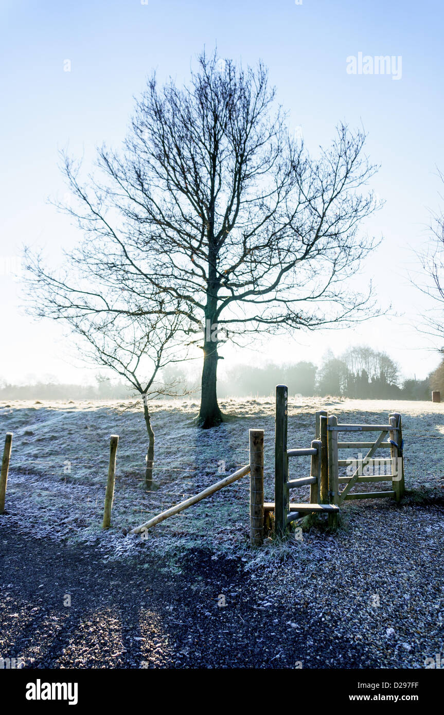Surrey, UK. Thursday 17th January 2013. A Lone tree in a farmers field in the frost near Redhill, Surrey The field has a footpath running through it and is part of the cycle network. It is mainly used for gazing sheep Credit:  Alamy live news/ MCGImages. Stock Photo