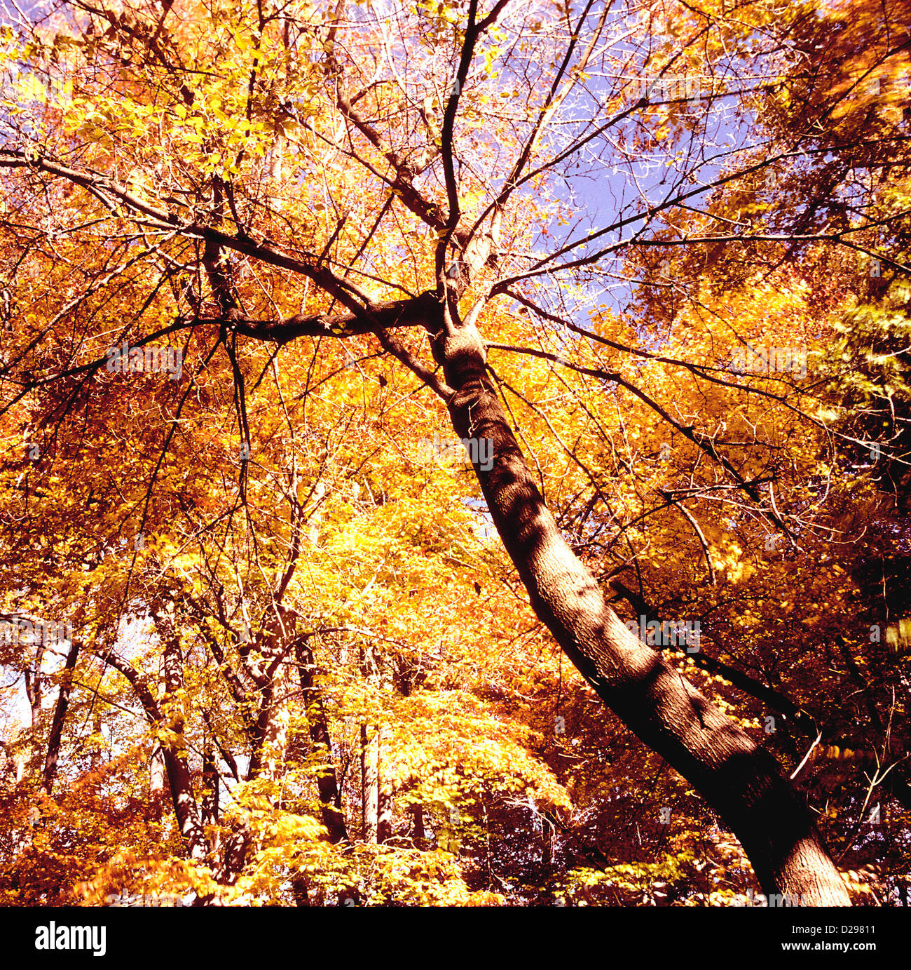 Fall canopy hi-res stock photography and images - Alamy