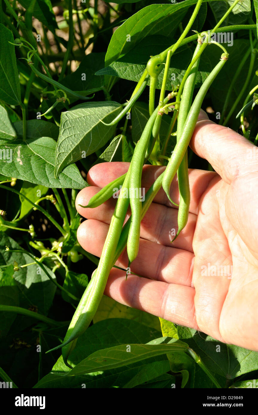 Fresh green beans in hand ready for harvesting, dwarf beans (Phaseolus