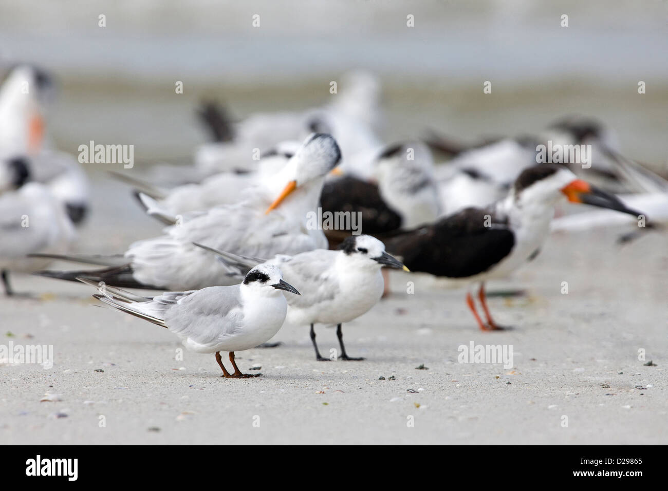 Grouping of Terns Stock Photo