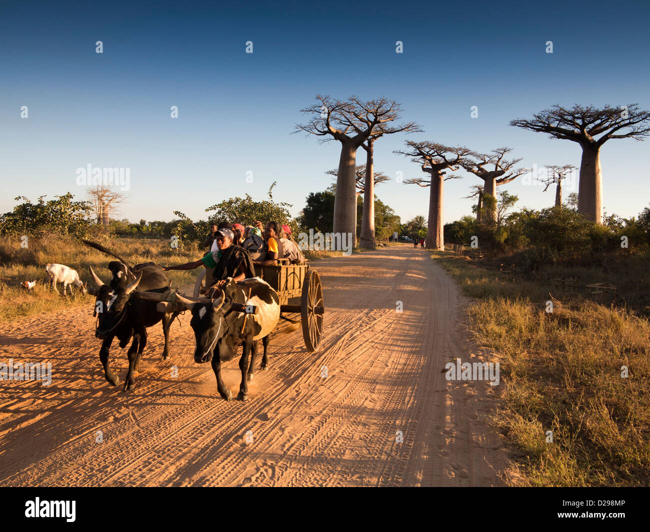 Madagascar, Morondava, Avenue of baobabs, local transport, passenger cart in trees at sunset Stock Photo