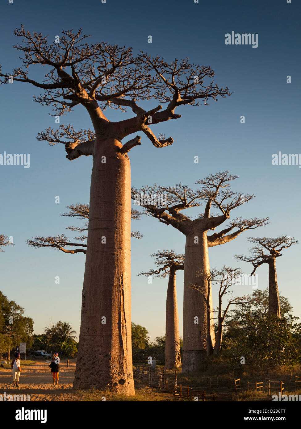 Madagascar, Morondava, Avenue of baobabs, tourists amongst trees at sunset Stock Photo