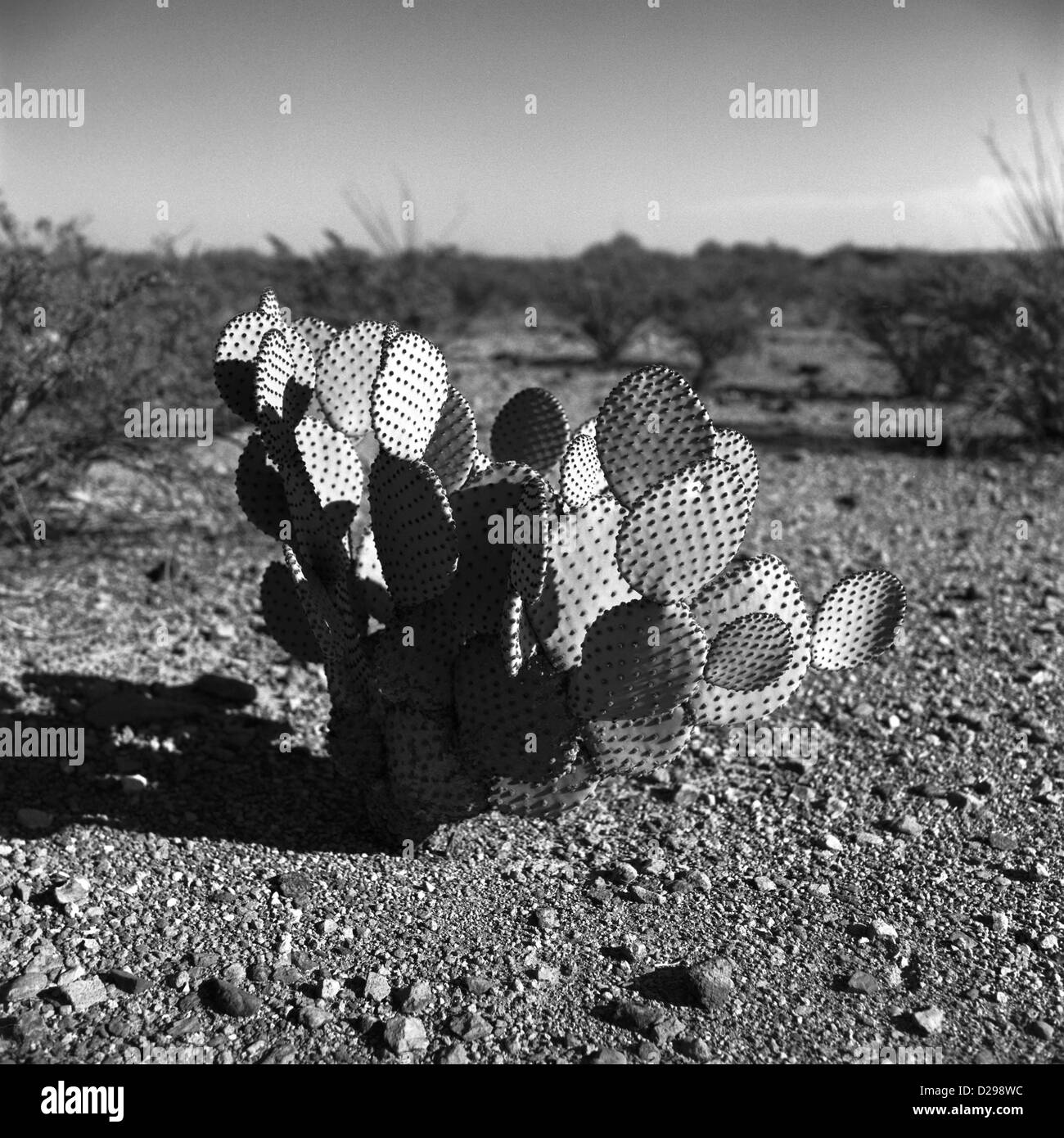 Plant scenic Black and White Stock Photos & Images - Alamy