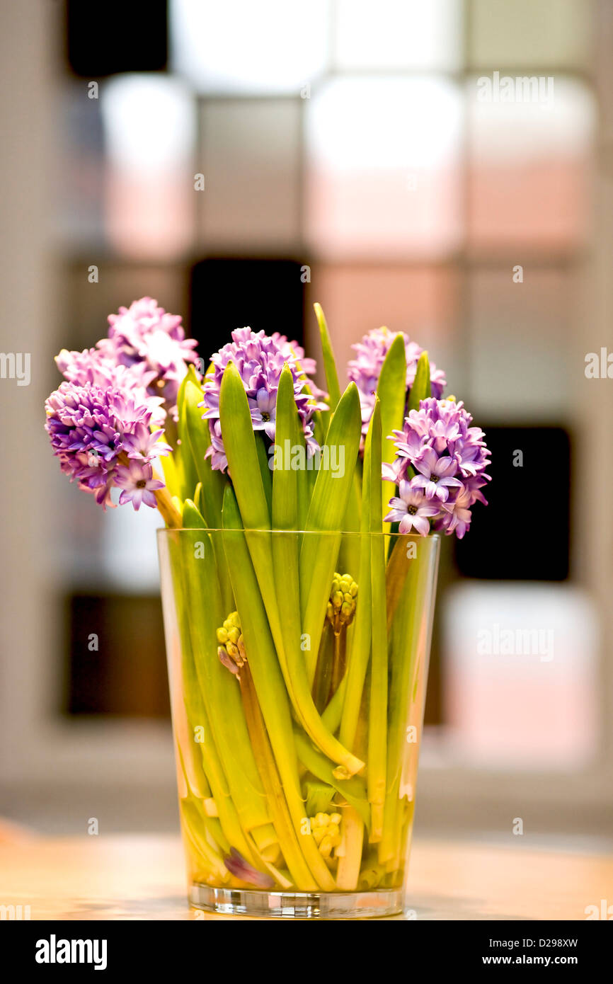 Vase of hyacinths Stock Photo Alamy