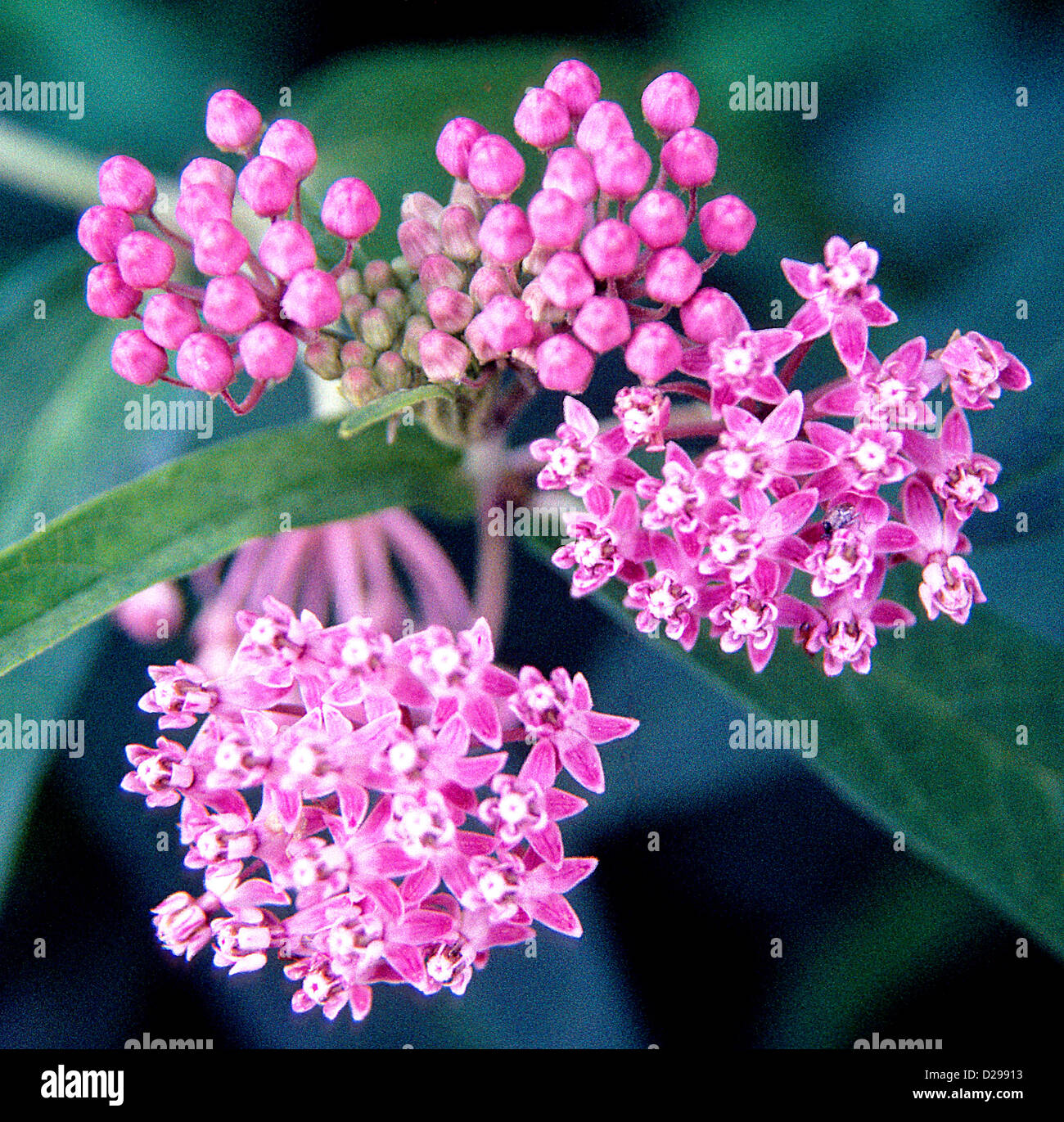 Milkweed Flowers Stock Photo