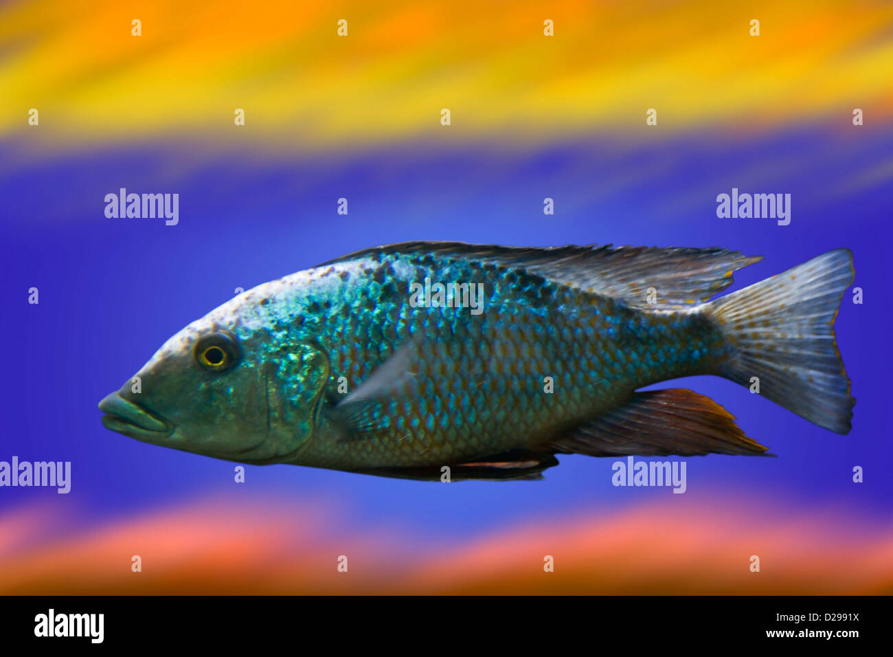 Green Carp fish Stock Photo