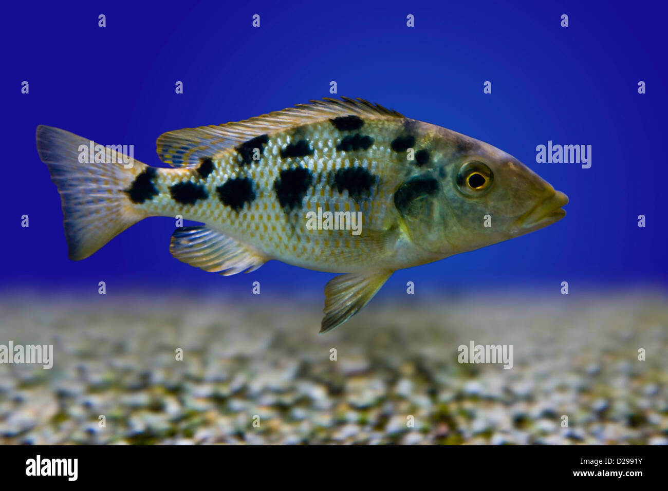 Spotted Carp fish Stock Photo