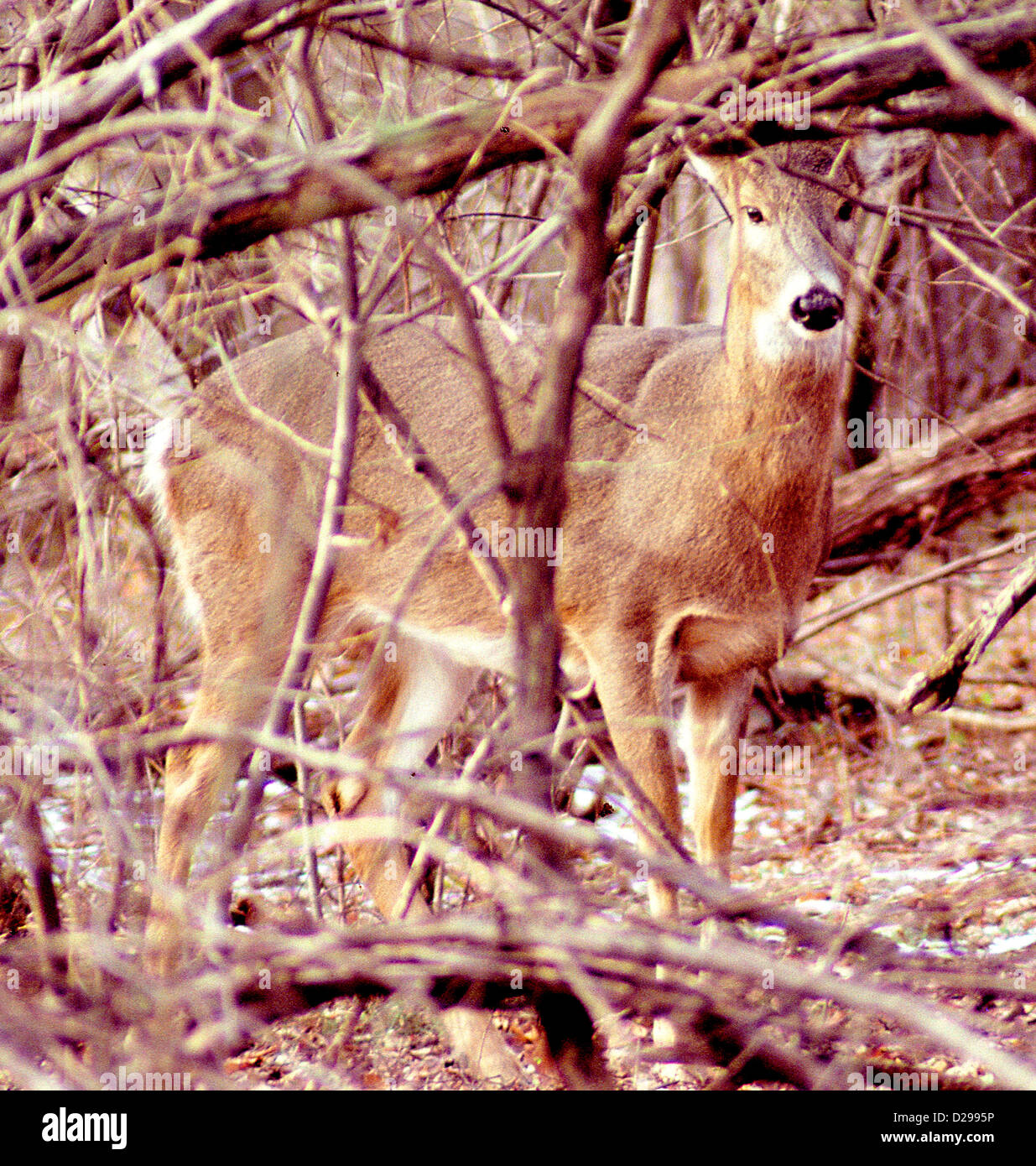 Deer, Protective Coloration Stock Photo Alamy