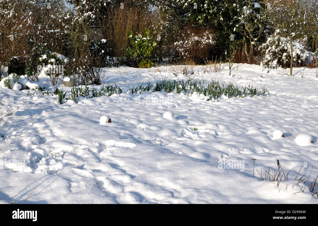 Vegetable garden under snow in January Stock Photo Alamy