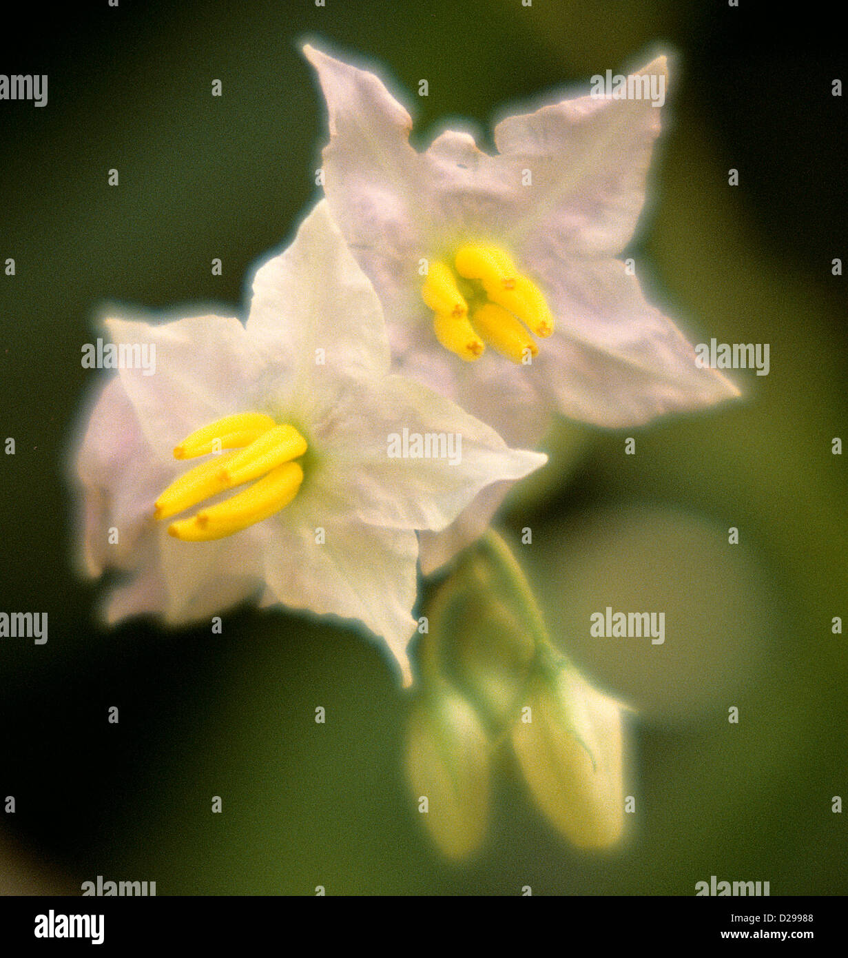 Horse Nettle Wildflowers Stock Photo