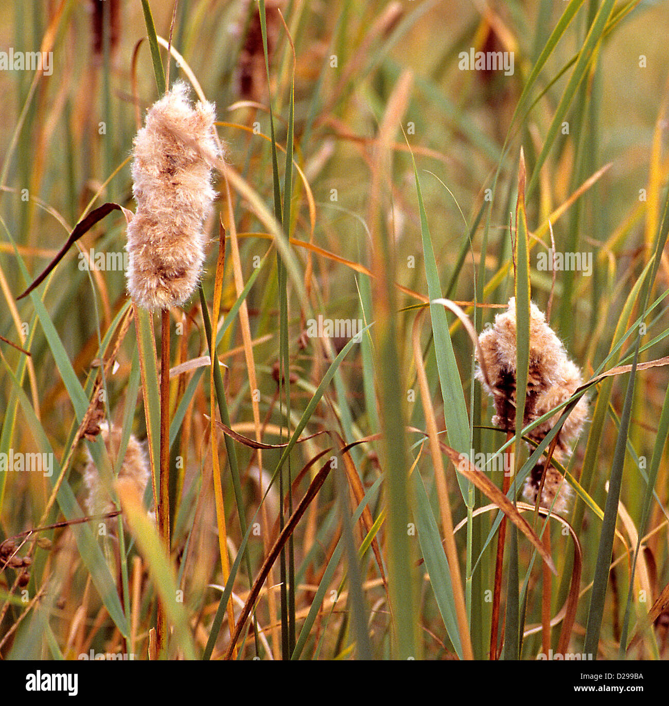 Common Cattails, Marsh Plants Stock Photo