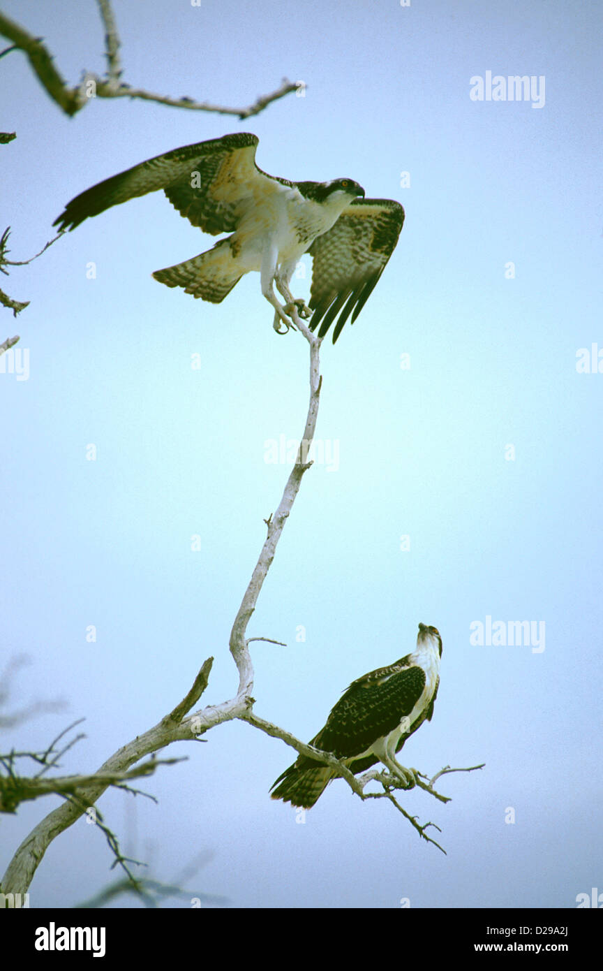 Florida, Sanibel Island, Two Osprey Stock Photo