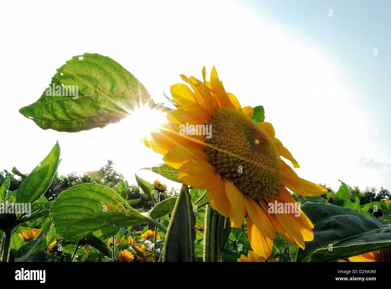Bright yellow colored sunflower of the open field with beautiful sunlight. Century Park, Shanghai, China. Stock Photo