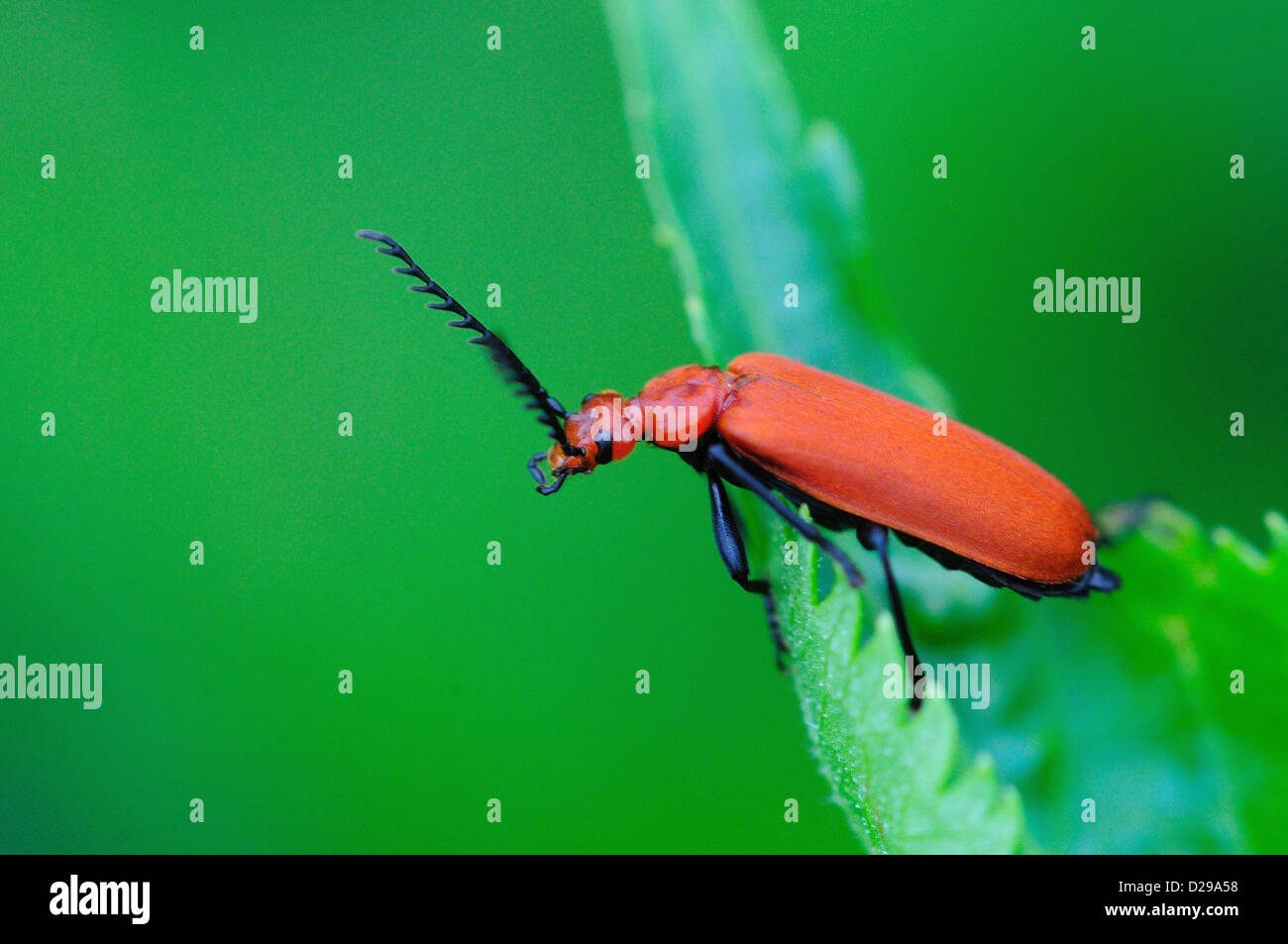 Cardinal beetle at rest on a green leaf. Dorset, UK May 2012 Stock Photo