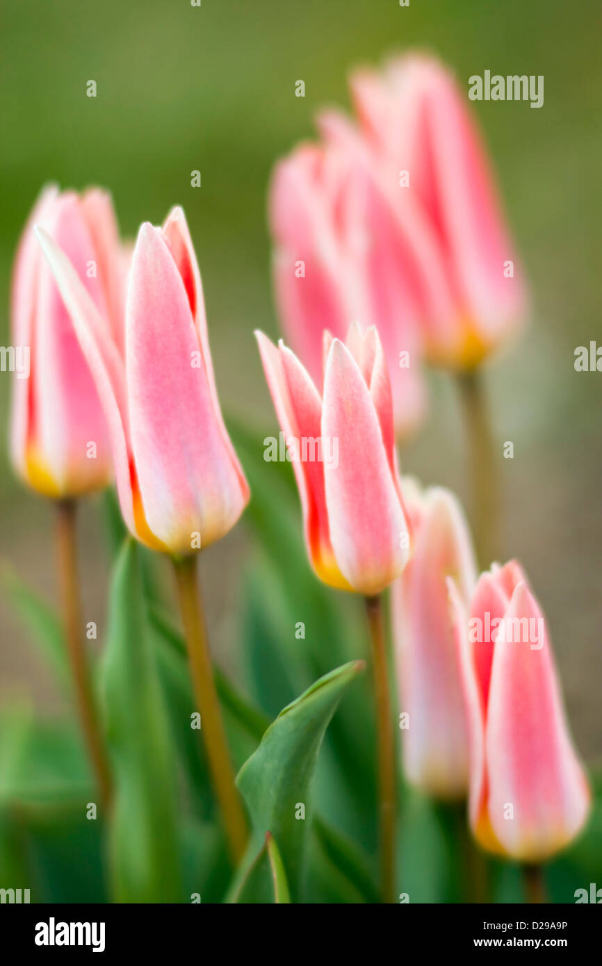 Carnation tulips in garden Stock Photo Alamy