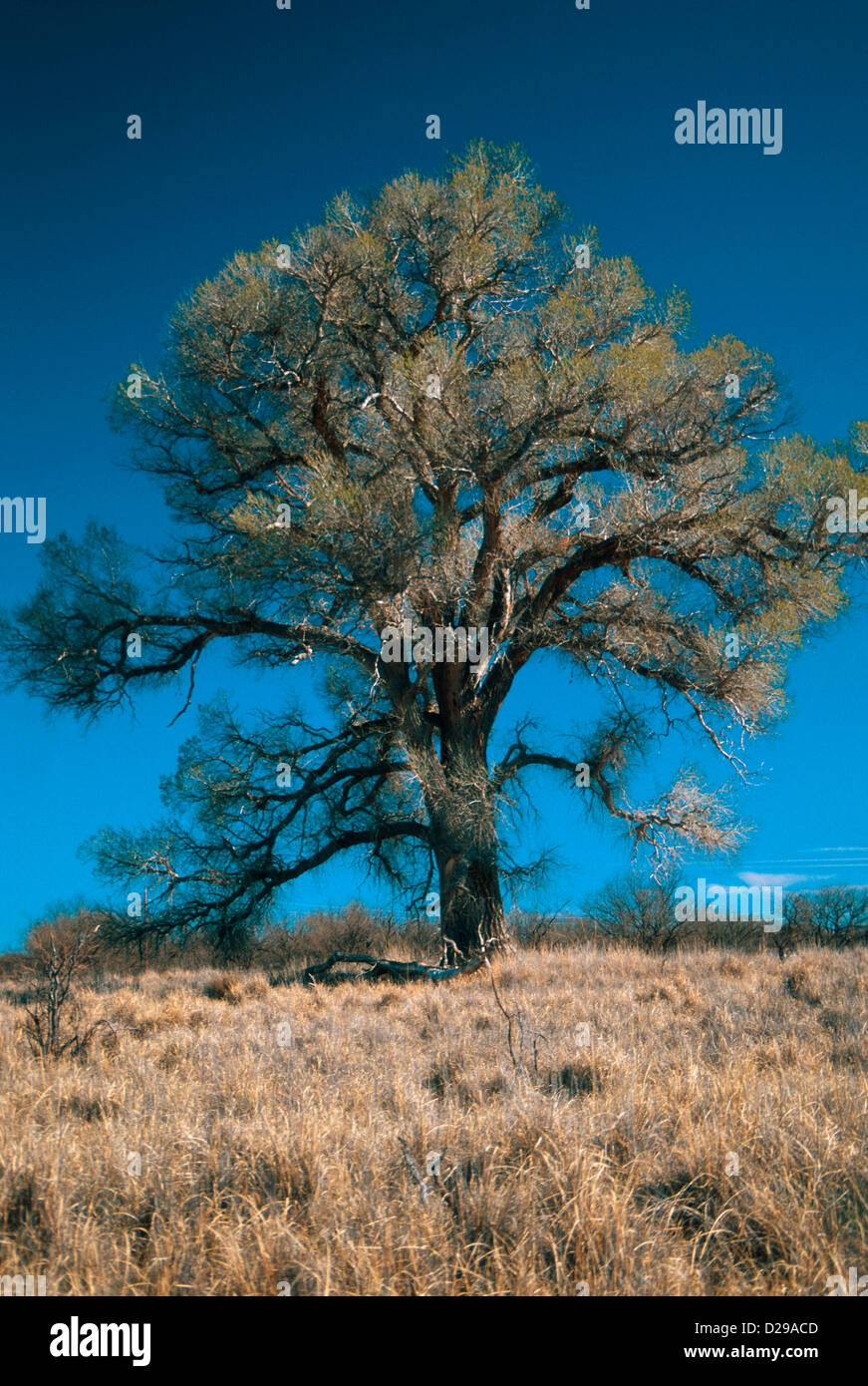 Cottonwood tree arizona hires stock photography and images Alamy