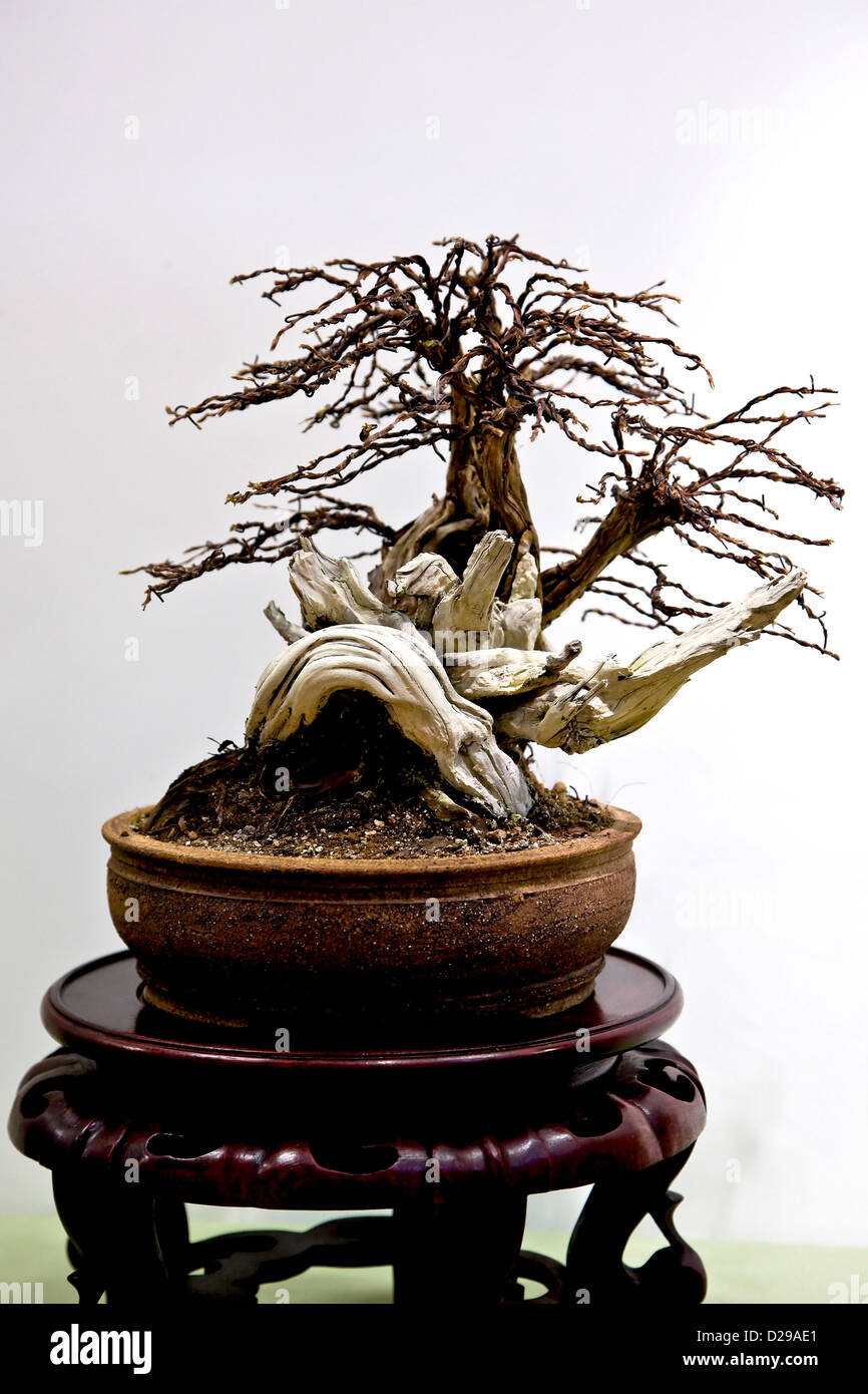 prunus avium bonsai 20PC Organic Cherry Seeds | Bonsai Fruit Seeds | Prunus avium