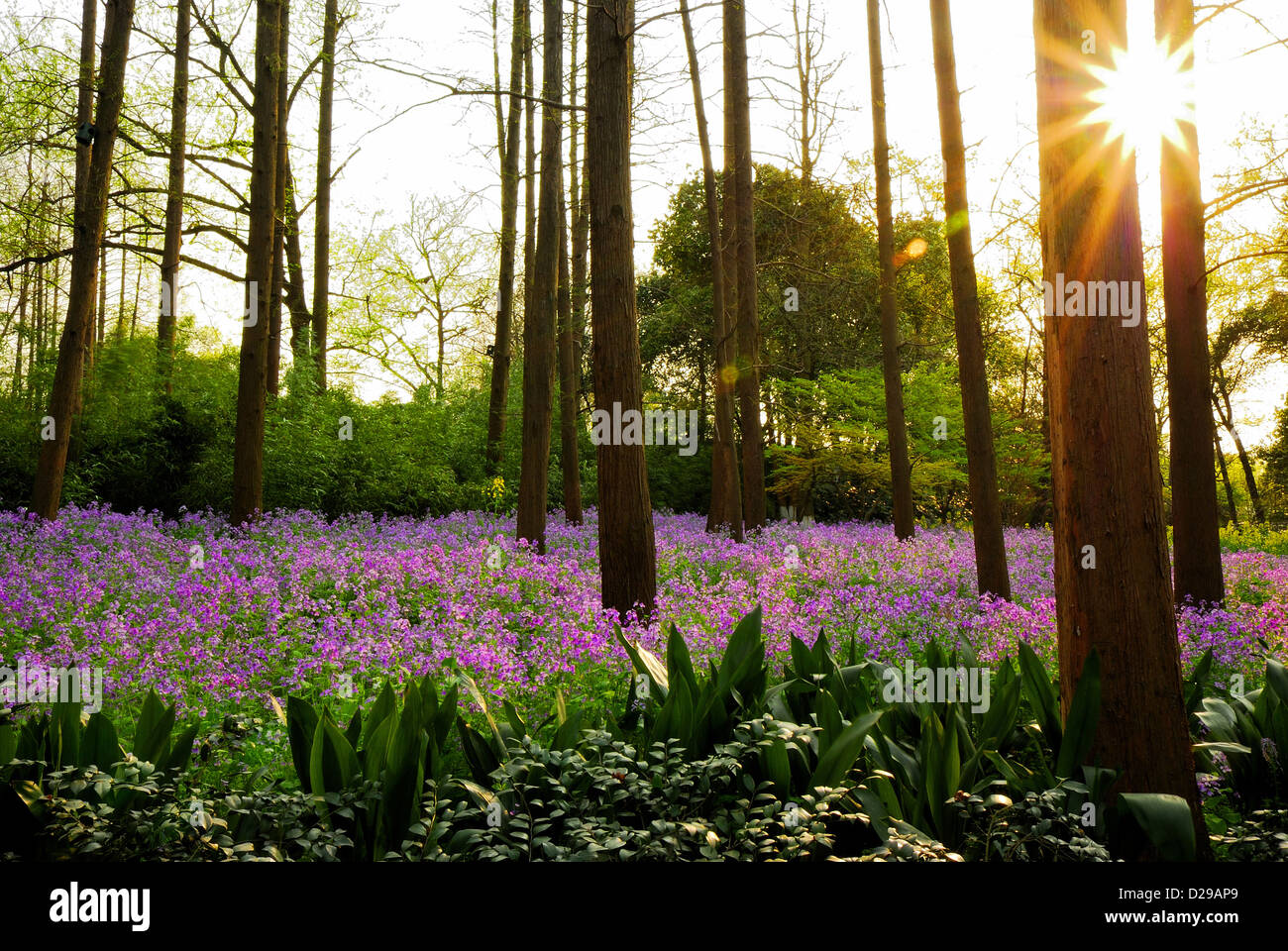 Morning sunlight of deep woodland covered in beautiful purple wildflower. Hangzhou Westlake, China. Stock Photo