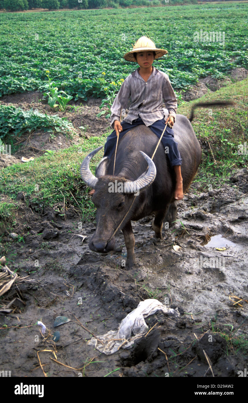 Vietnam. Boy On Buffalo Stock Photo