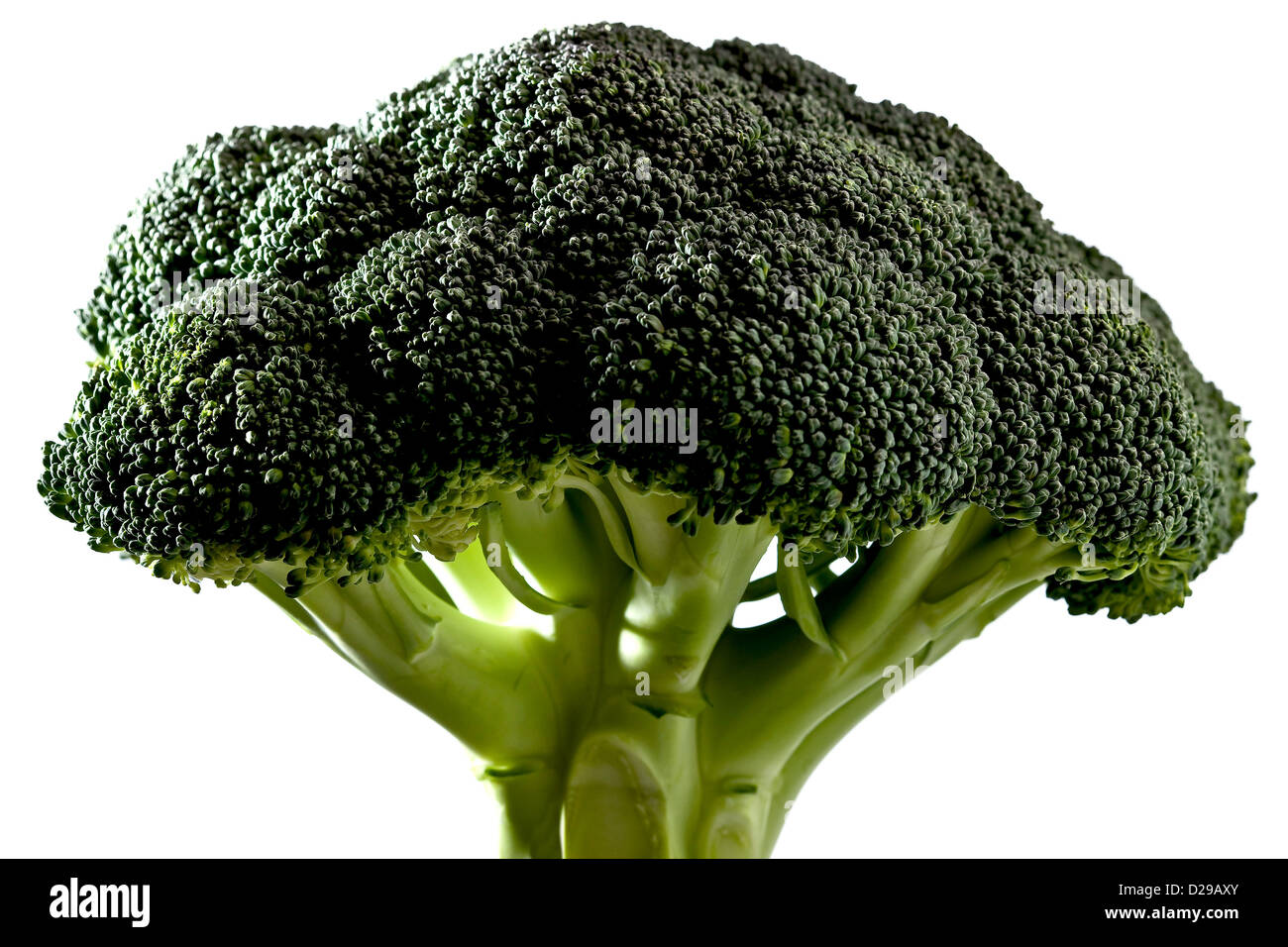 Broccoli plant hires stock photography and images Alamy