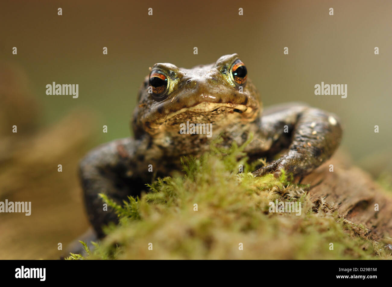 Common toad.peeping over a mound  Dorset, UK Stock Photo