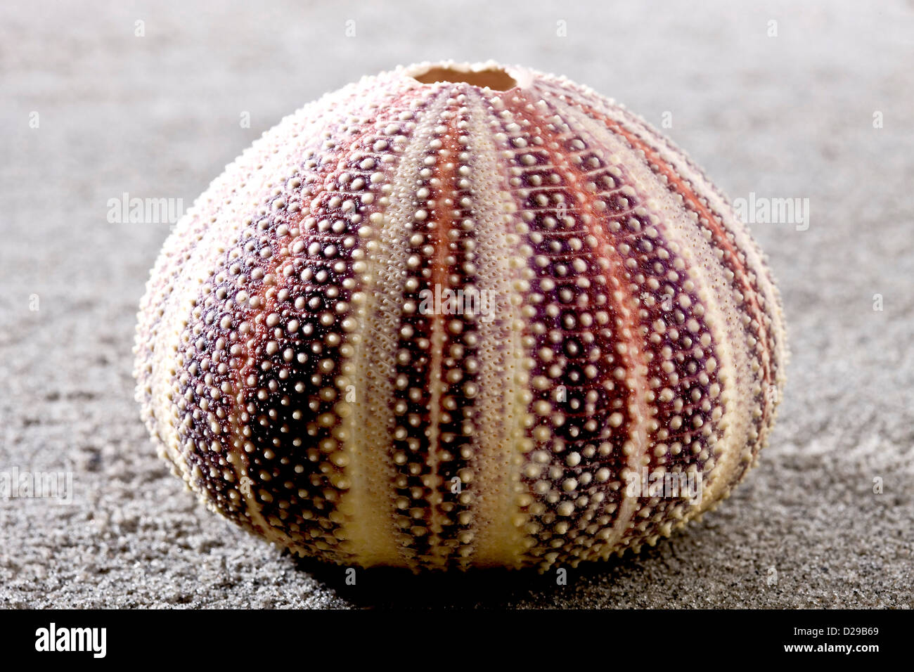 Shell of Sea urchin on the beach Stock Photo