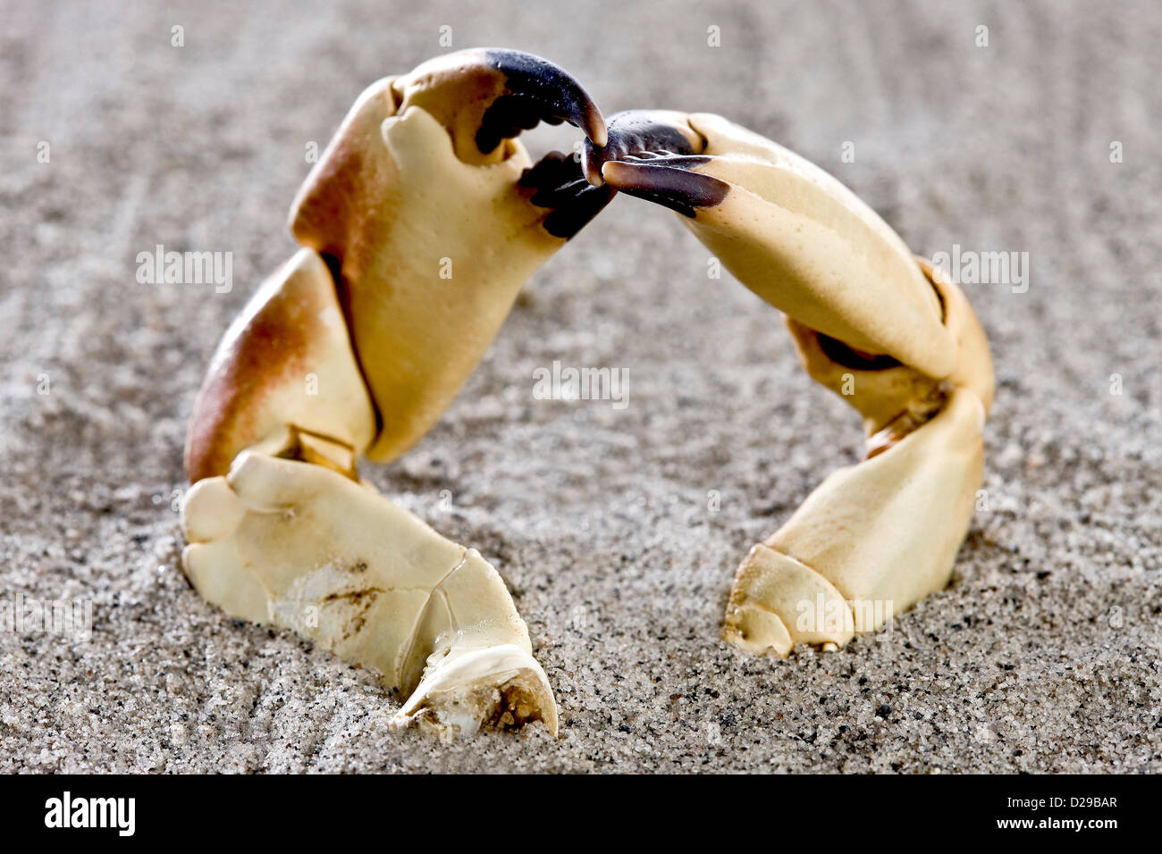 Two crab claws on the beach Stock Photo Alamy