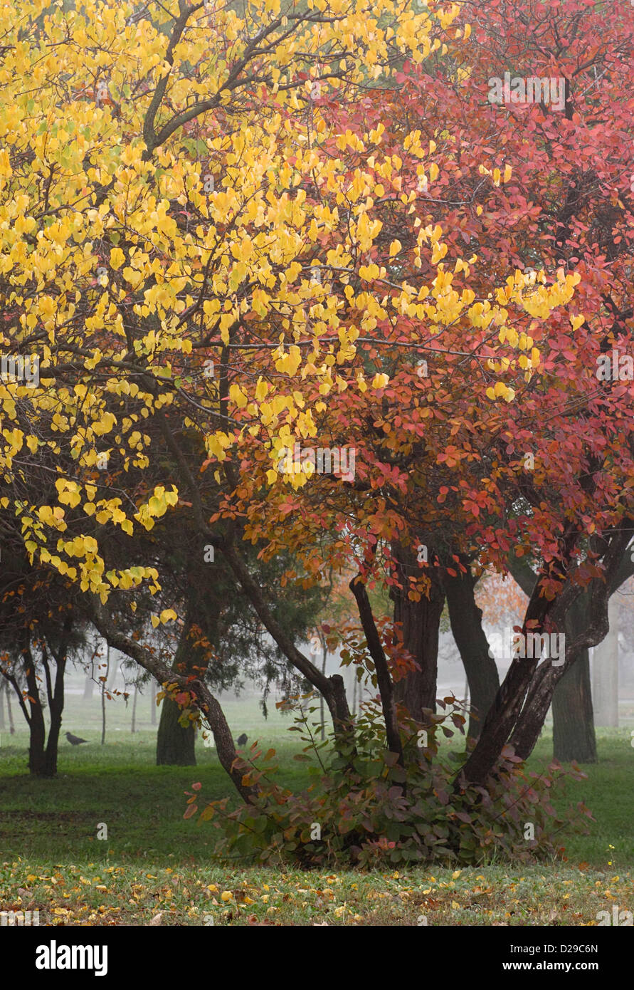 trees in an autumnal park Stock Photo - Alamy