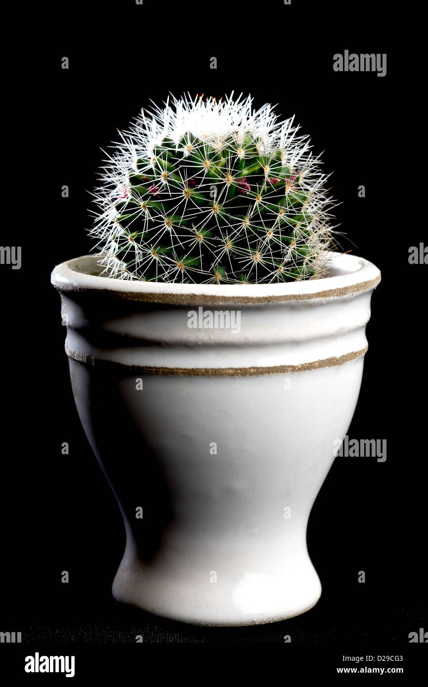 Small cactus in a white flowerpot Stock Photo