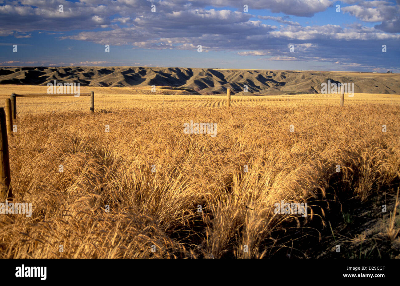 Montana. Wheat Field And Hills With Fence Stock Photo Alamy