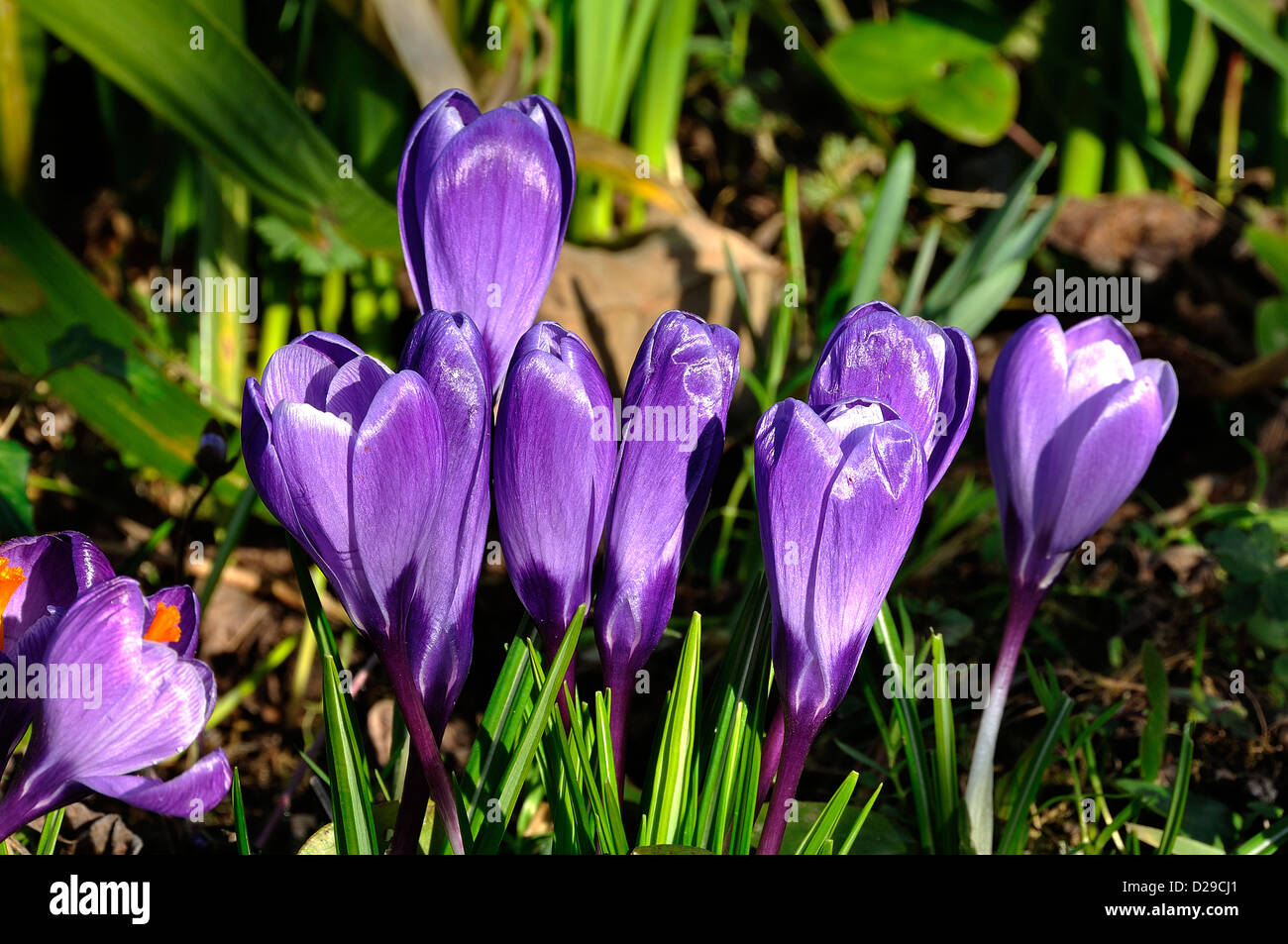 Flowers of Crocus (Crocus vernus) in march, in a garden. 'Potager de ...