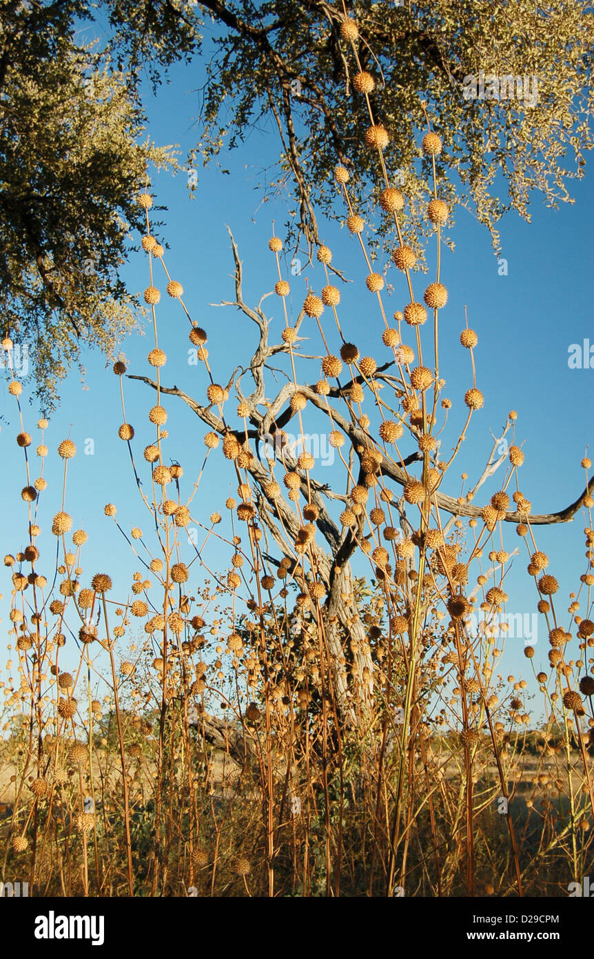 African Marijuana Plants Stock Photo - Alamy