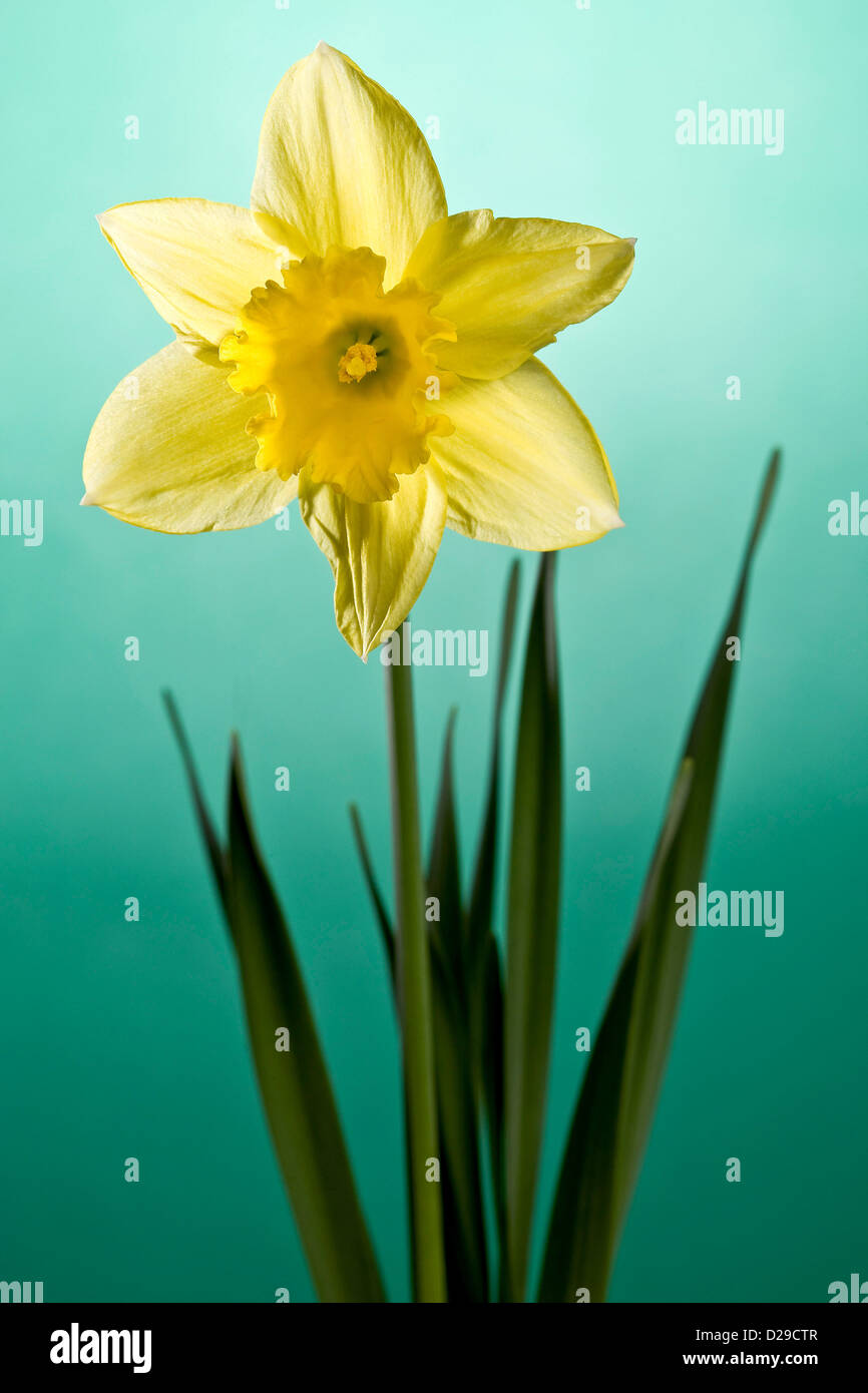 Daffodil on green background Stock Photo - Alamy