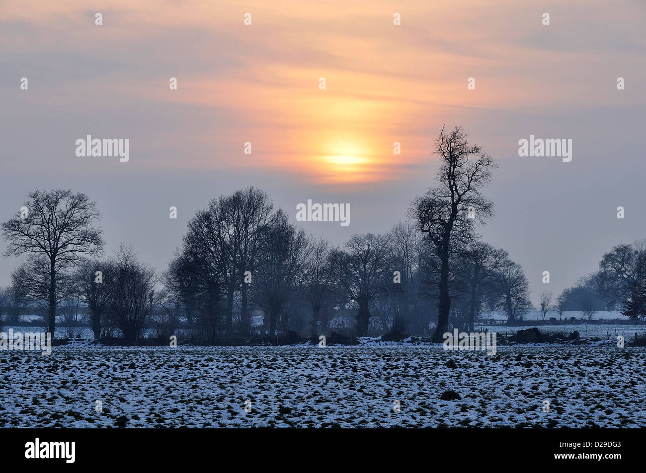Snowy landscape in winter, meadows separated by hedgerows (North Mayenne, Pays de la Loire, France, Europe). Stock Photo