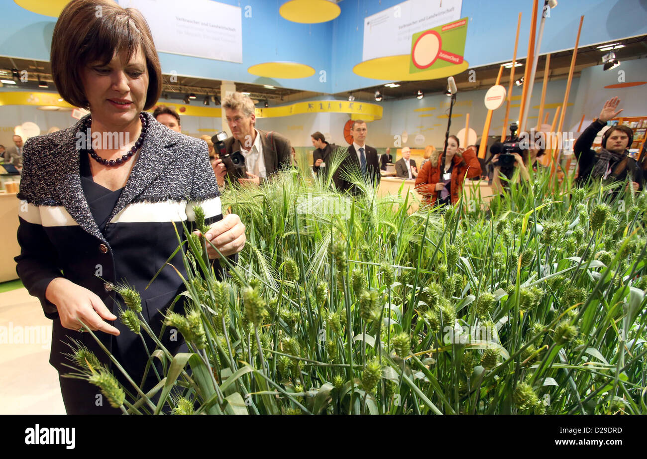German Federal Agriculture Minister Ilse Aigner learns about a cornfield during a tour of the halls of her ministry at Green Week in Berlin, Germany, 17 January 2013. International Green Week is open to the public from 18 until 27 January 2013 in Berlin. Photo: WOLFGANG KUMM Stock Photo
