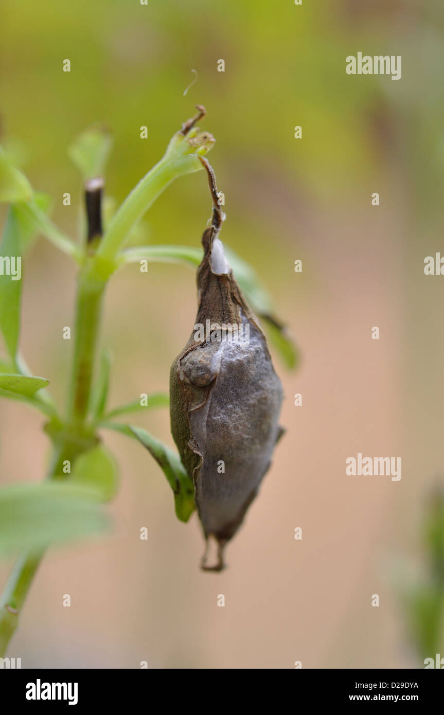 Cabbage butterfly pupa cocoon Stock Photo Alamy