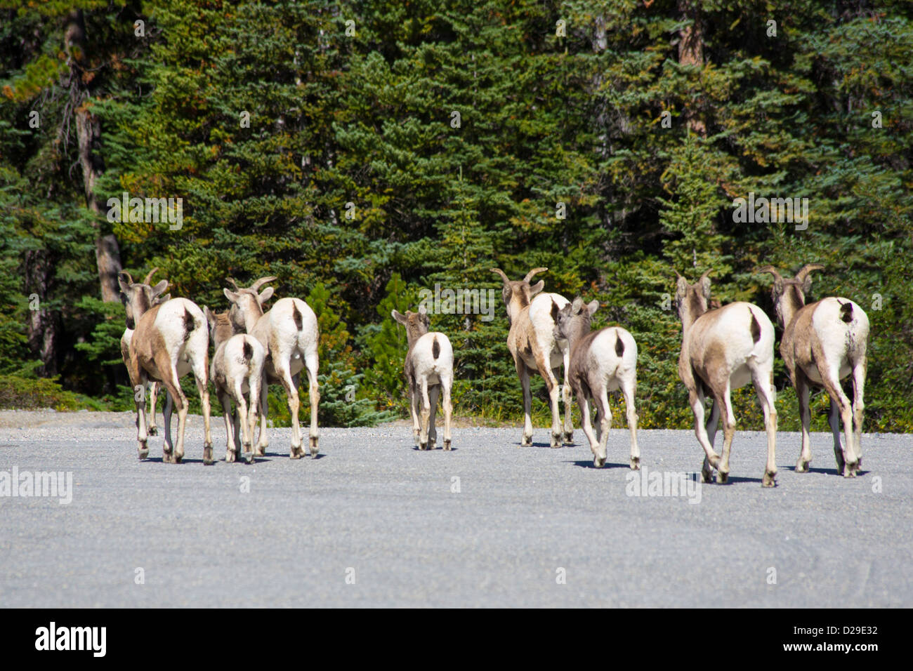 Mountain Goats along the Icefields Parkway in Jasper National Park in Alberta Canada Stock Photo