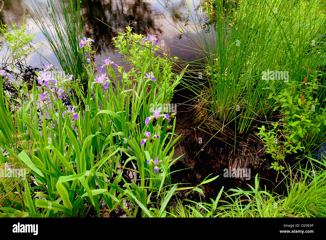 Blue Flag Wildflowers by Lake Stock Photo Alamy